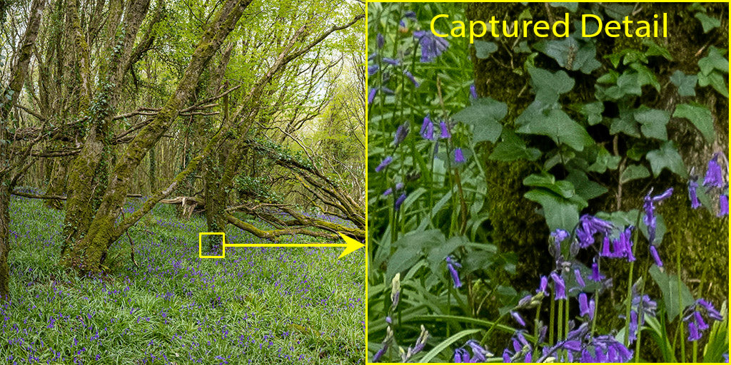 Woods and Bluebells - Laois (2)