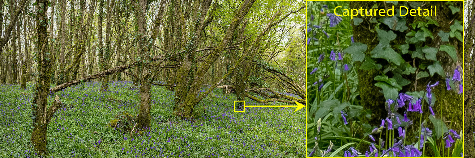 Woods and Bluebells - Laois (2)