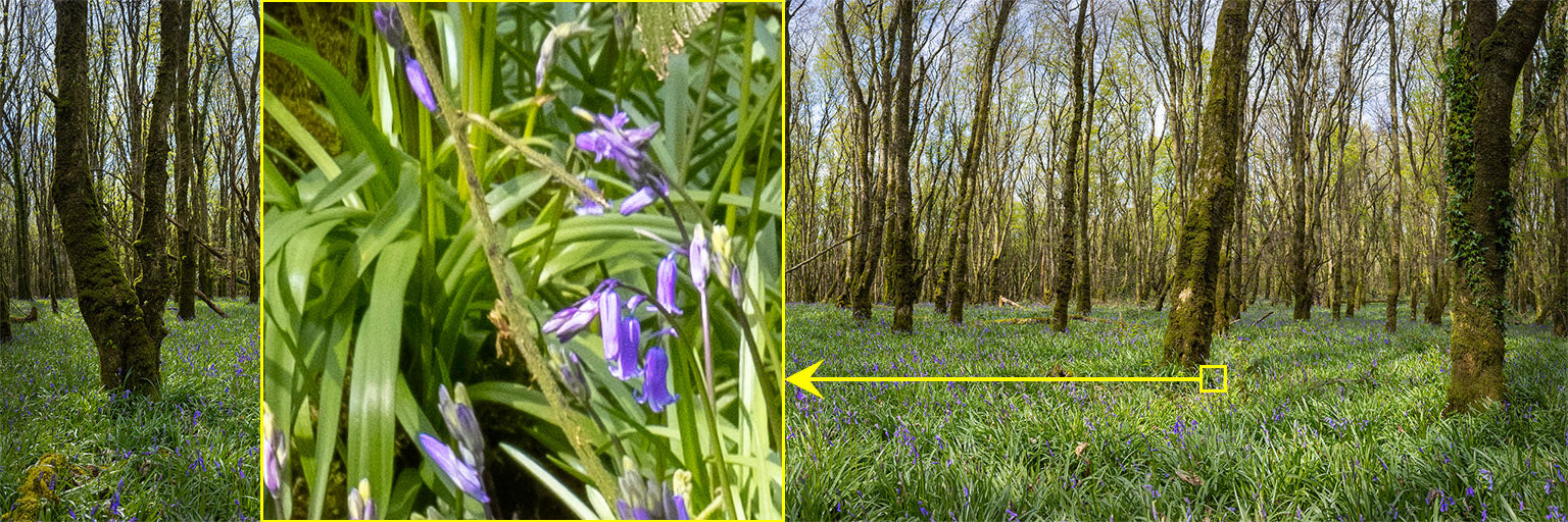Woods and Bluebells - Laois (1)
