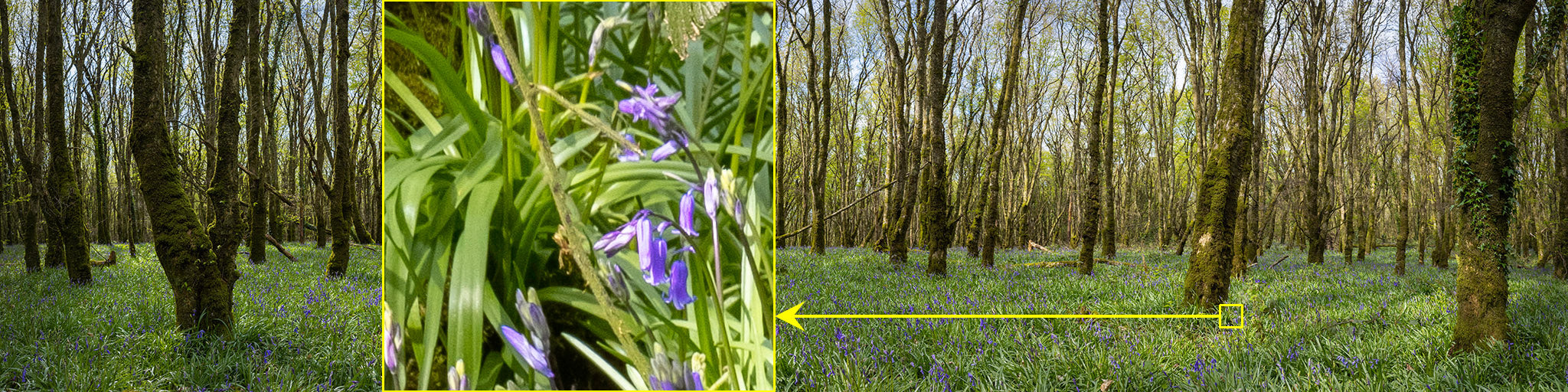 Woods and Bluebells - Laois (1)