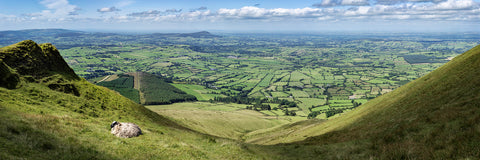 Sheep resting high above the farms of Limerick
