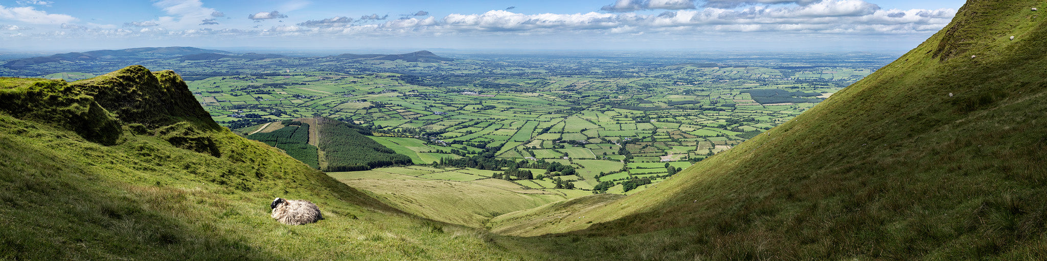 Sheep resting high above the farms of Limerick