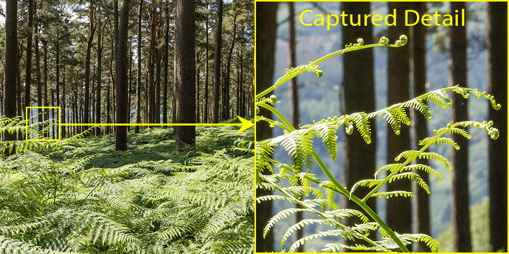 Forest Ferns - Wicklow Way (1)