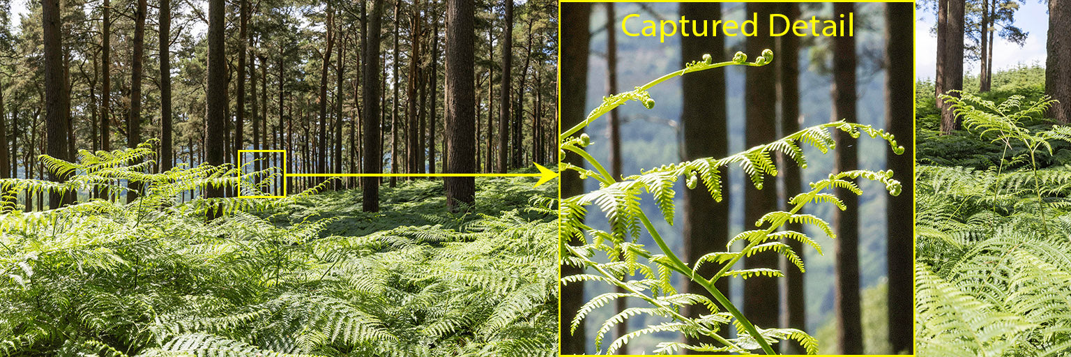 Forest Ferns - Wicklow Way (1)