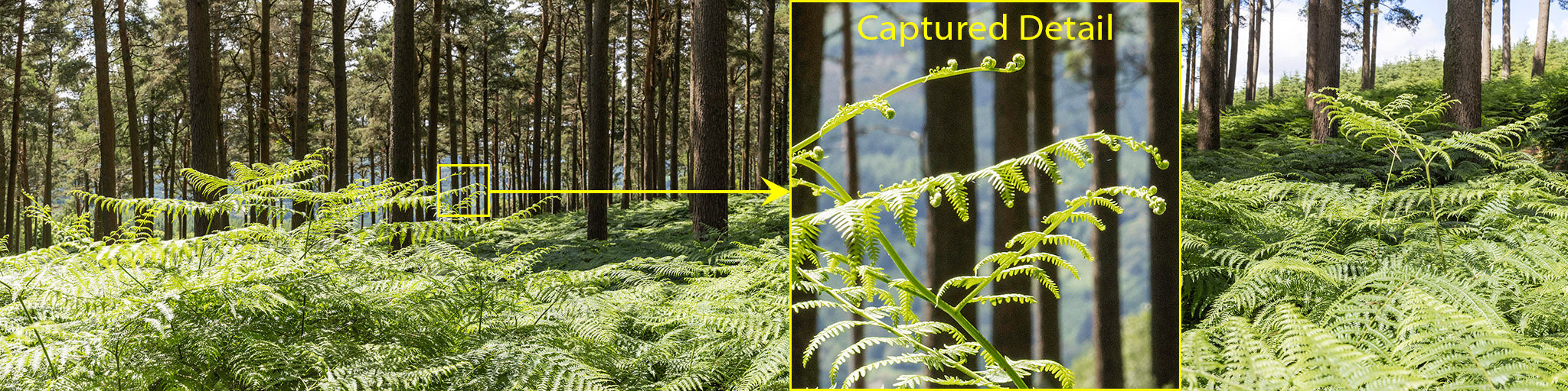 Forest Ferns - Wicklow Way (1)