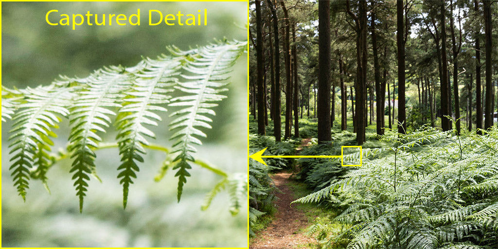 Forest Ferns - Wicklow Way (2)