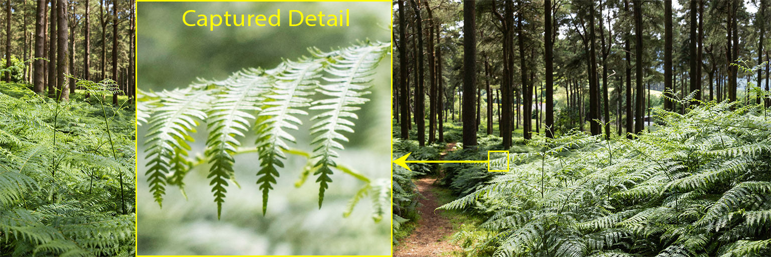 Forest Ferns - Wicklow Way (2)