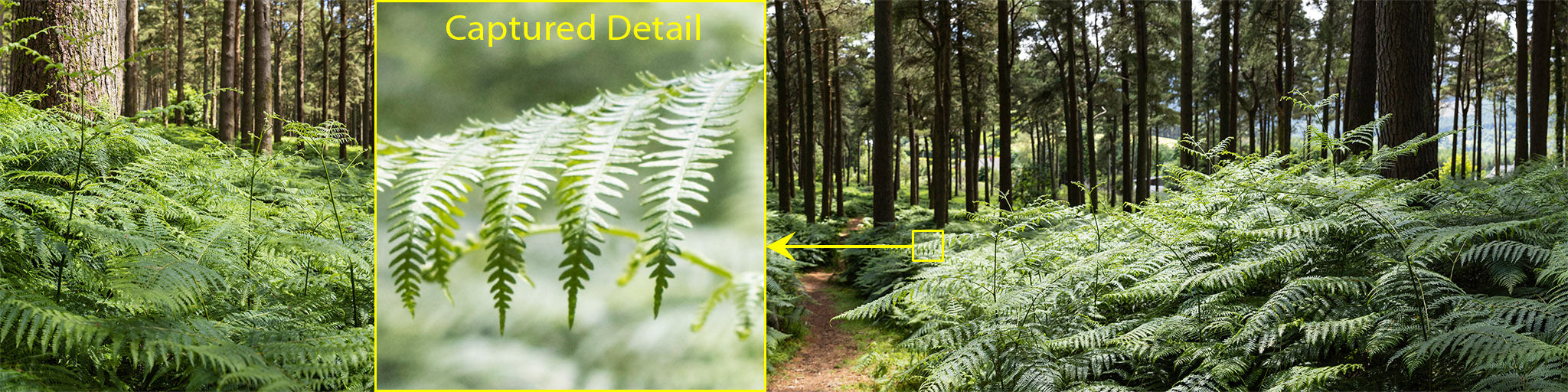 Forest Ferns - Wicklow Way (2)