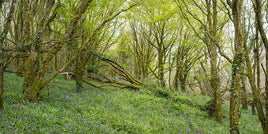 Woods and Bluebells - Laois (2)