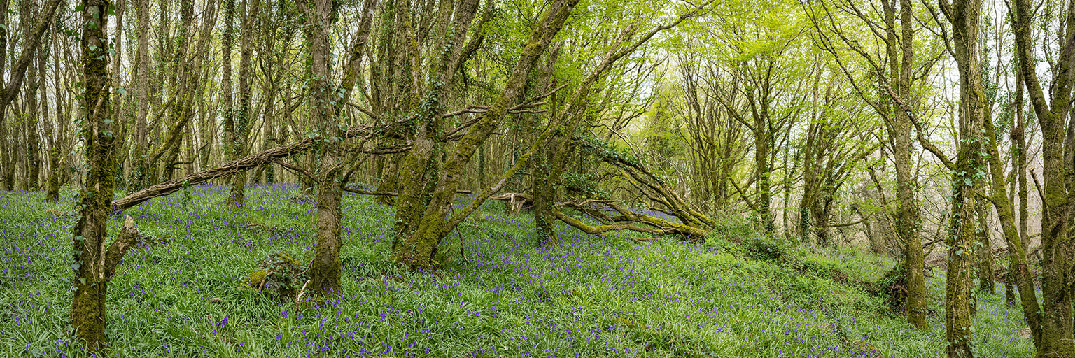 Woods and Bluebells - Laois (2)
