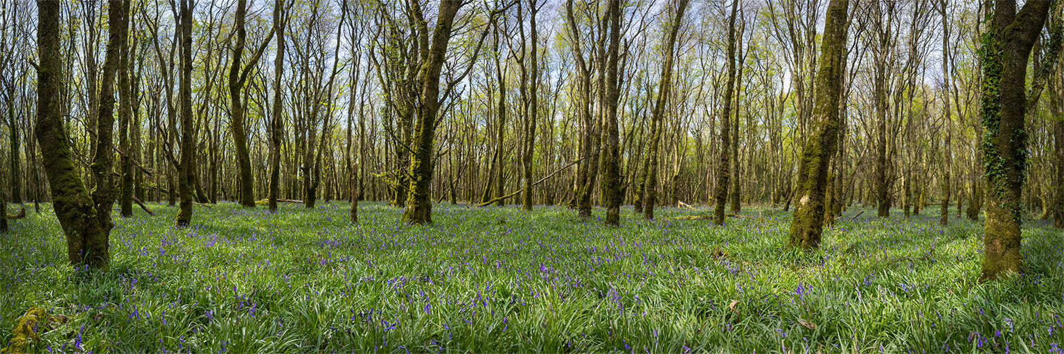 Woods and Bluebells - Laois (1)