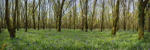 Woods and Bluebells - Laois (1)