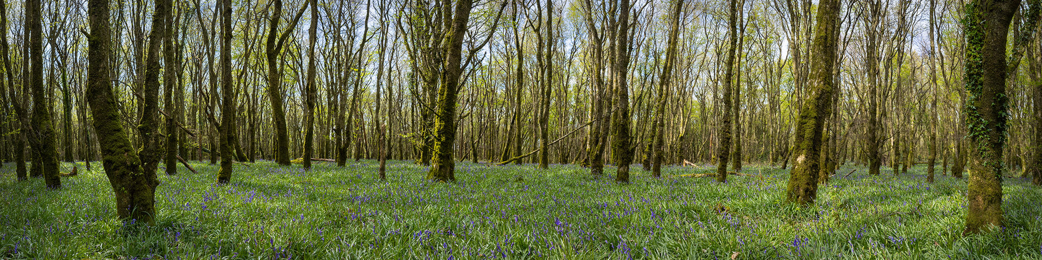 Woods and Bluebells - Laois (1)