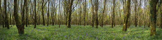 Woods and Bluebells - Laois (1)