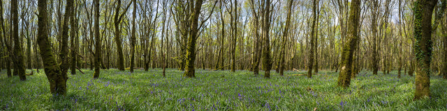 Woods and Bluebells - Laois (1)