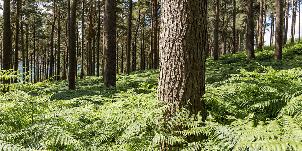 Forest Ferns - Wicklow Way (1)
