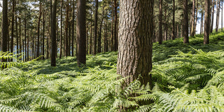 Forest Ferns - Wicklow Way (1)