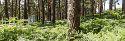 Forest Ferns - Wicklow Way (1)