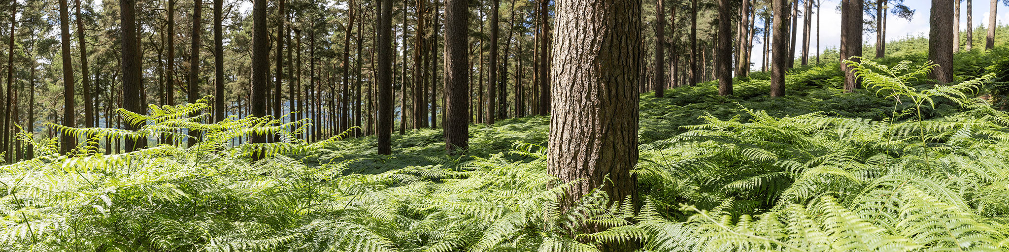 Forest Ferns - Wicklow Way (1)