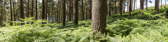 Forest Ferns - Wicklow Way (1)