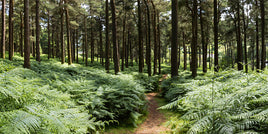 Forest Ferns - Wicklow Way (2)