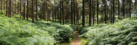 Forest Ferns - Wicklow Way (2)