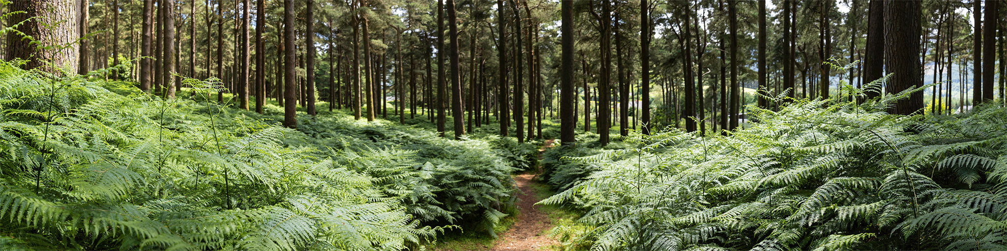 Forest Ferns - Wicklow Way (2)