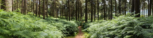 Forest Ferns - Wicklow Way (2)